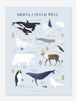 Têxtil-lar e Decoração-Decoração-Decoração de parede-Póster Animais do Polo Norte/Sul, da LILIPINSO